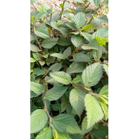 

DAUN SIDAGURI JANTAN SEGAR 500 GRAM / SIDAGURI HERBAL