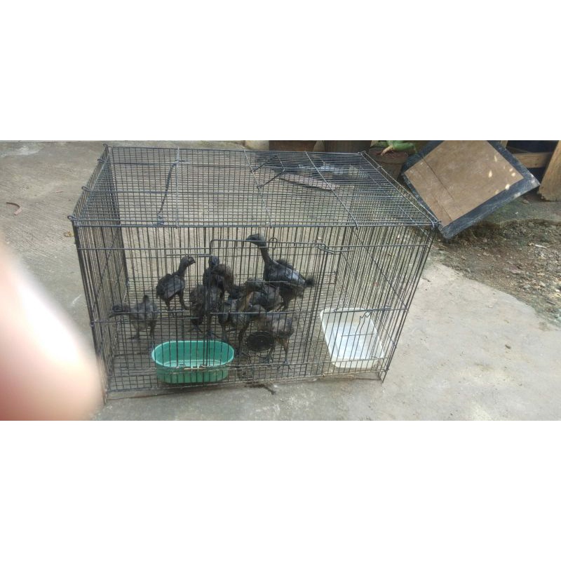 Ayam Cemani asli Lidah Abu Usia 1 bulan UP