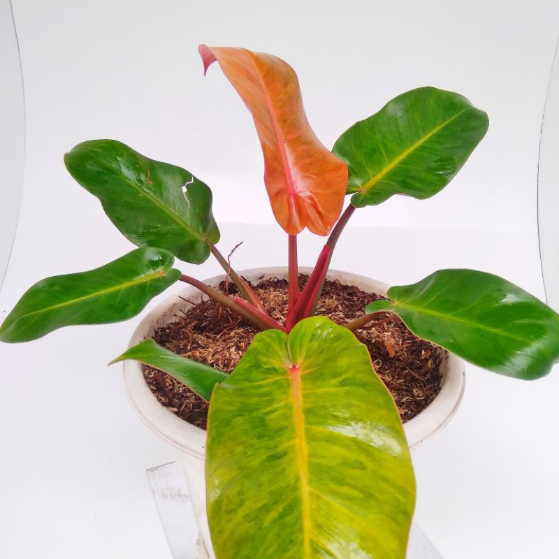 tanaman hias philodendron prince of orange