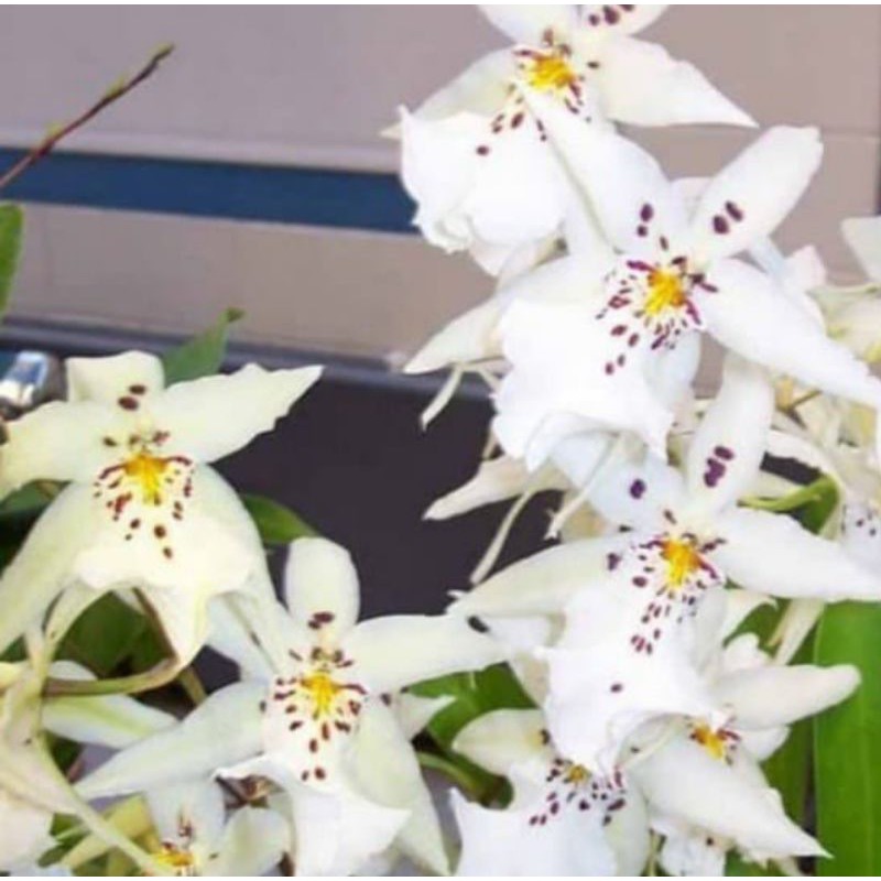 anggrek oncidium white fairy