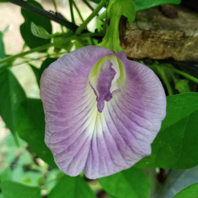 Jual biji/benih/bibit bunga telang ungu (5 biji) Indonesia|Shopee Indonesia