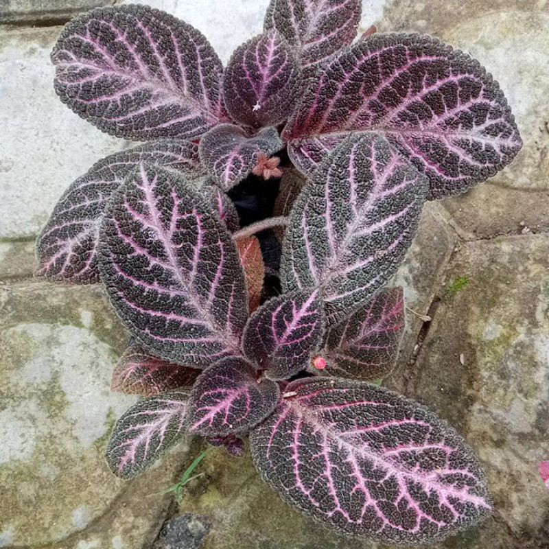 episcia hitam pink/country briliant/bunga gantung
