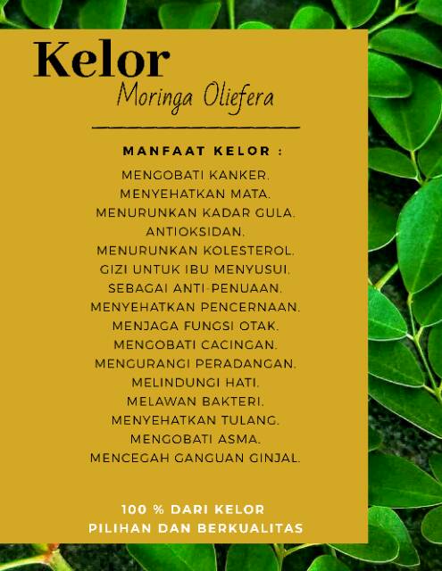 Biji Kelor Biji Moringa 100 Asli Original Dari Kelor Pilihan Dan Berkualitas Kelor Shopee Indonesia