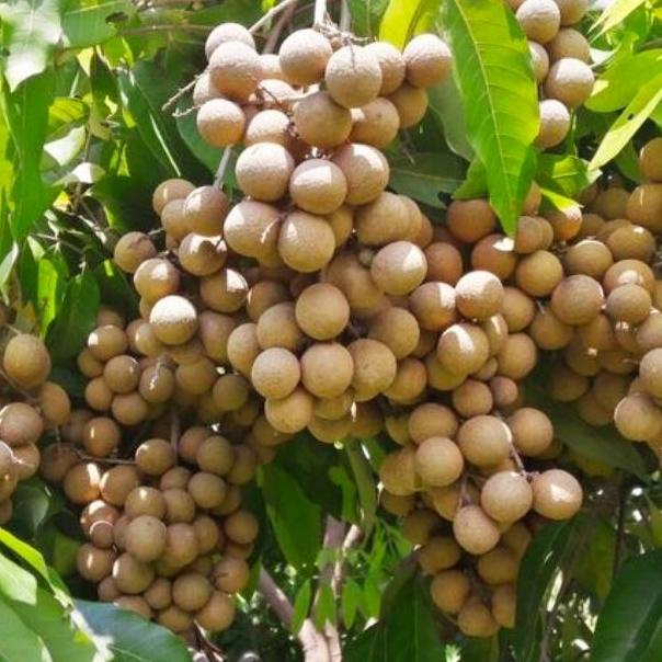 (PROMO AFK96) Booster kelengkeng / boster lengkeng / perangsang buah 100% asli ❈