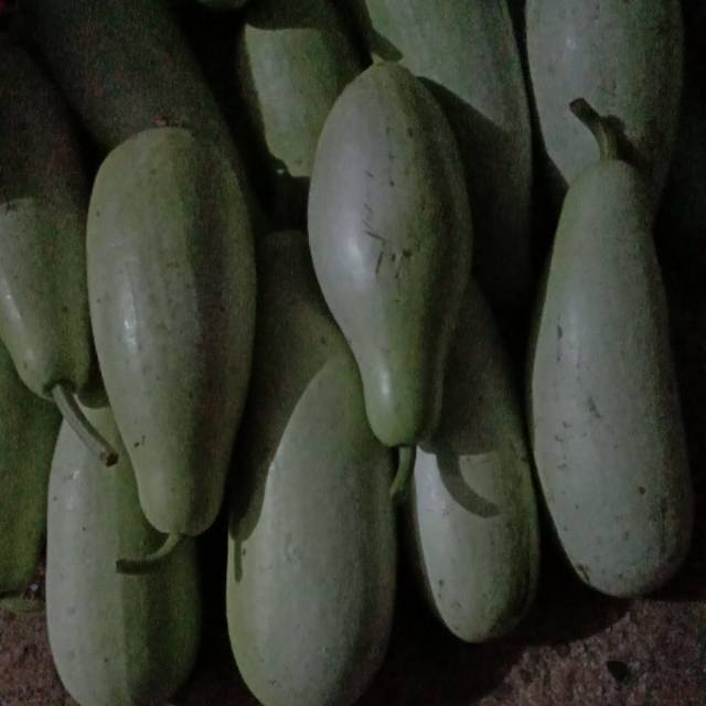 

Labu air Segar asli organik dari kebun sendiri