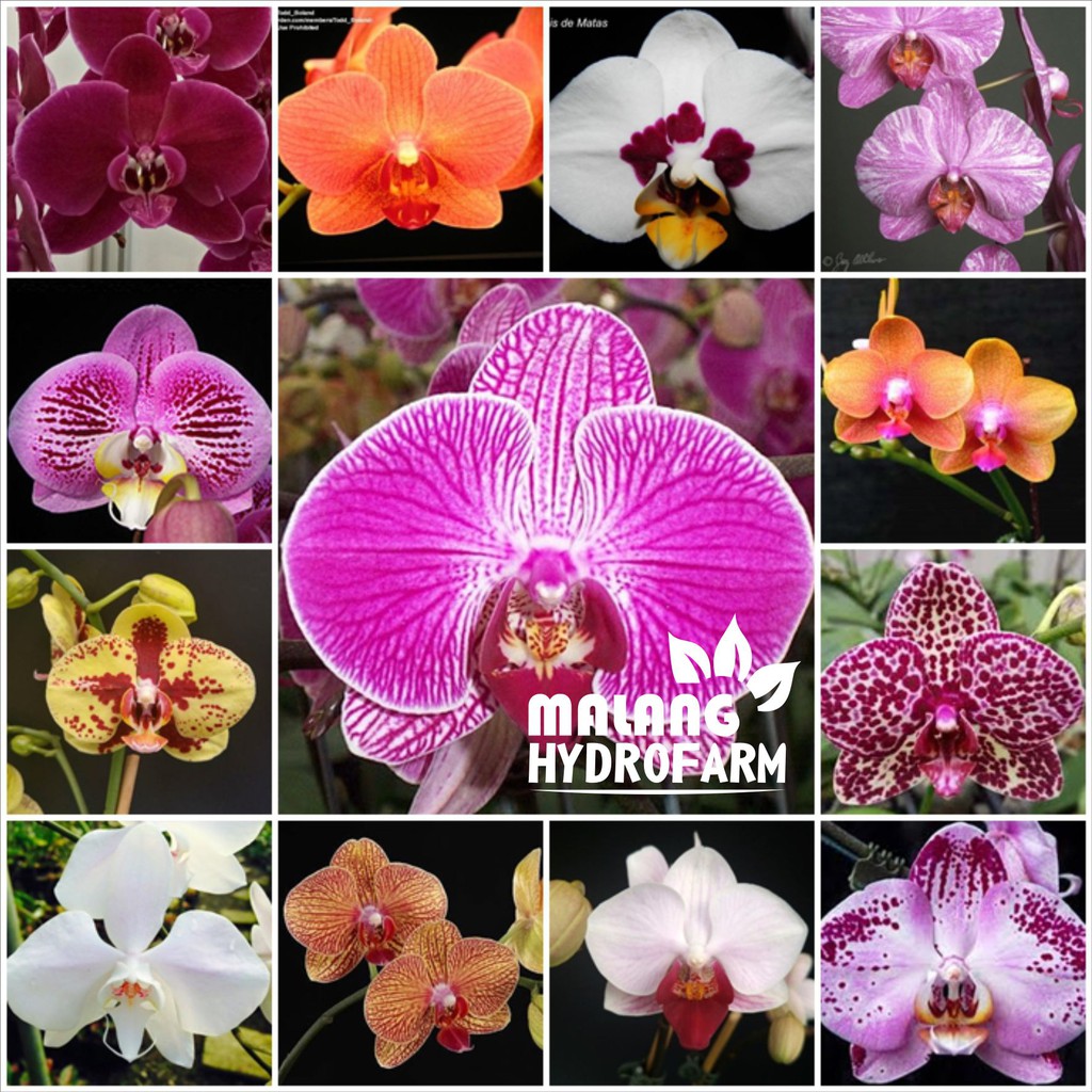 Seedling Anggrek Bulan phalaenopsis phal bibit anggrek dendrobium dendro murah grosir