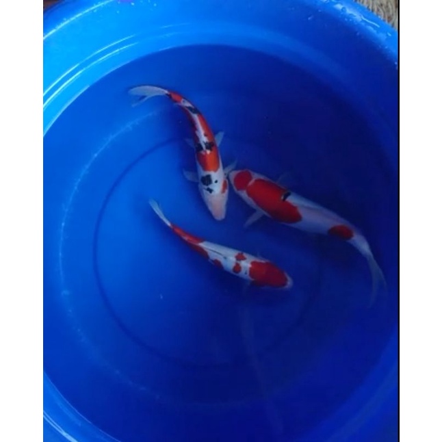 Koi Sanke Doitsu 23,25,28cm High Quality
