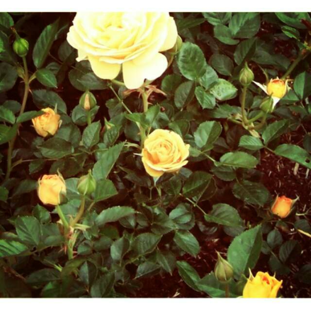 Tanaman Hias Mawar Floribunda Kuning