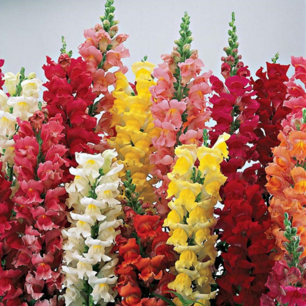 PlantaSeed - 200 Seeds - Snapdragon Maximum Mix Biji Bunga - PAS0233