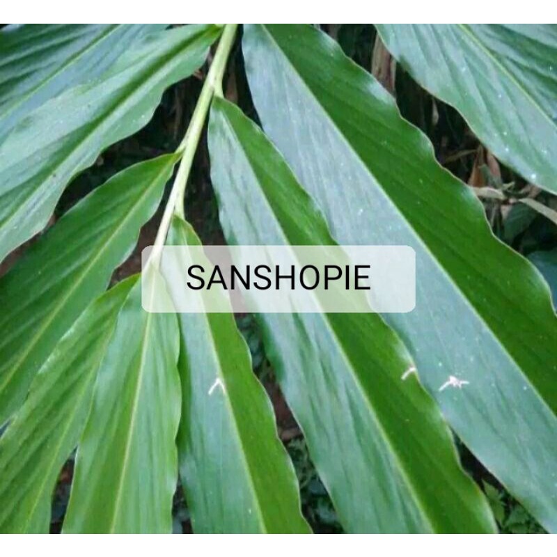 

Daun kapulaga kapol laga segar per 15 lembar