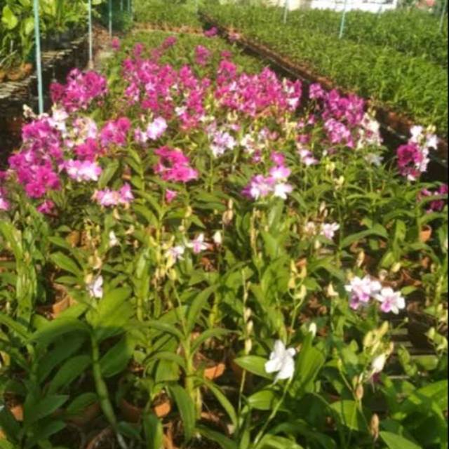 Tanaman Hias Bunga  Anggrek - Anggrek Tempel