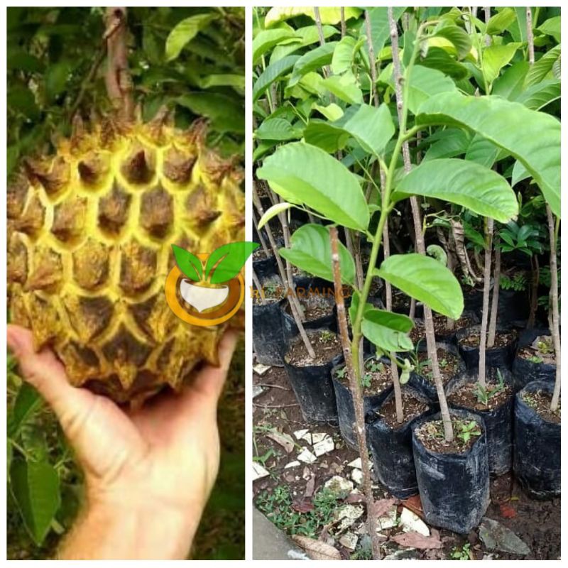 BIBIT BUAH SRIKAYA NANAS SRIKAYA KUNING BUAH BIRIBA