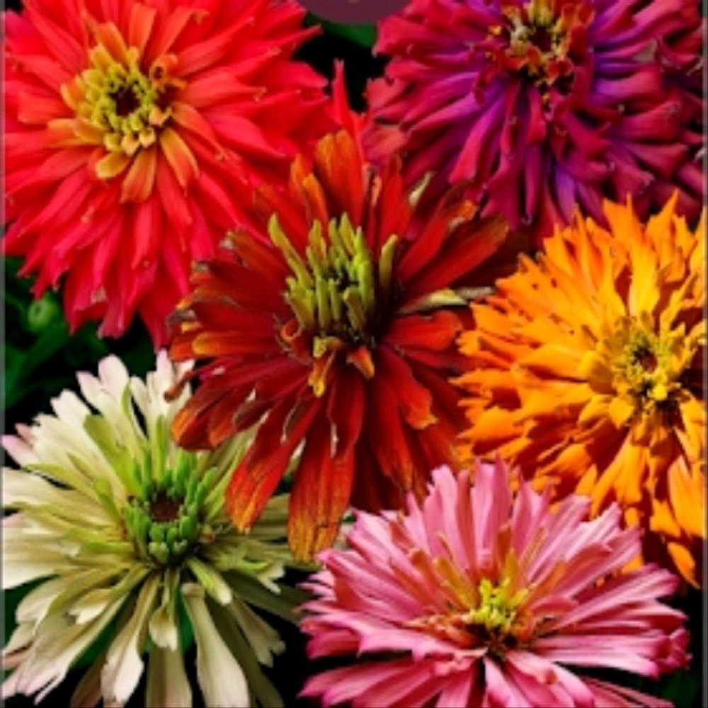 Benih Bunga  Zinnia  Cactus Flower Shopee Indonesia