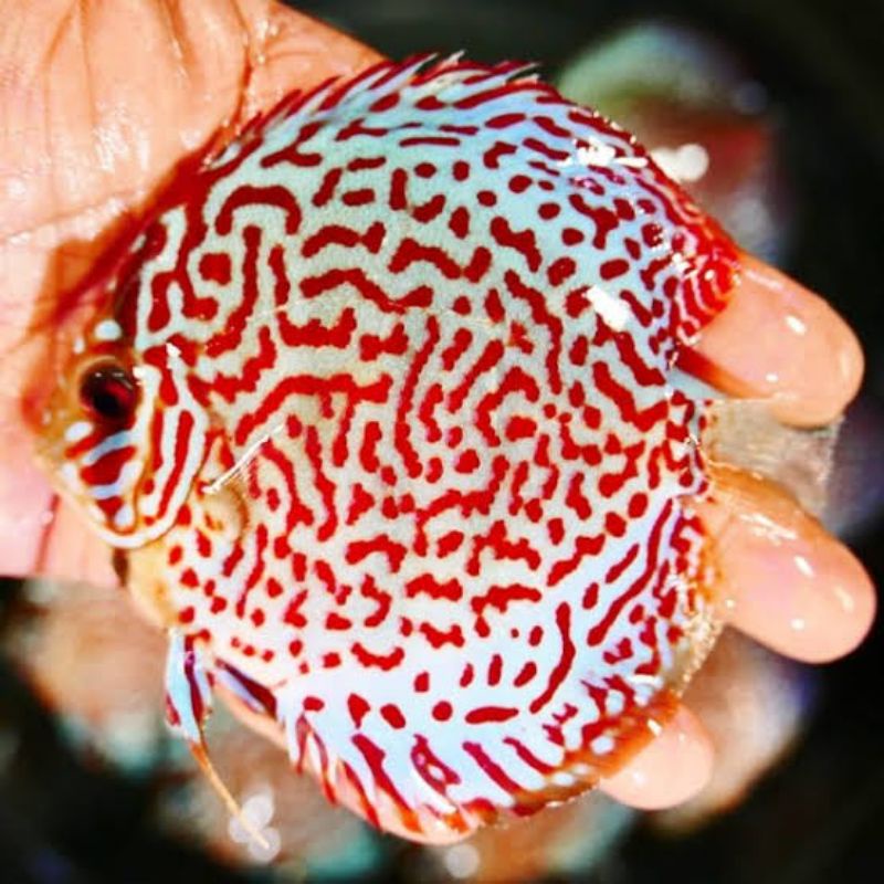 ikan discus leopard grade A