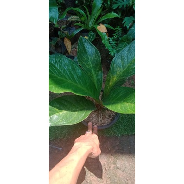 anthurium cobra varigata