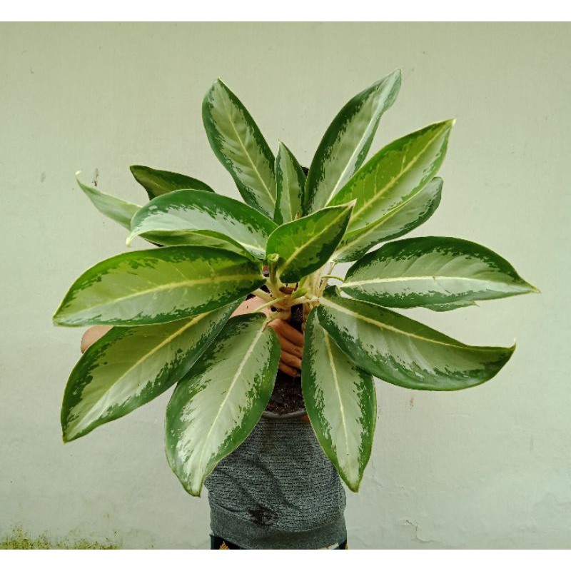 Bunga hias; Diven / Tanaman hias sri rejeki