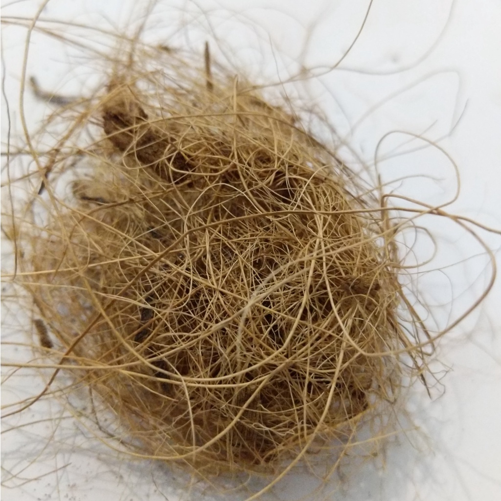 Sabut Kelapa - Media Tanam