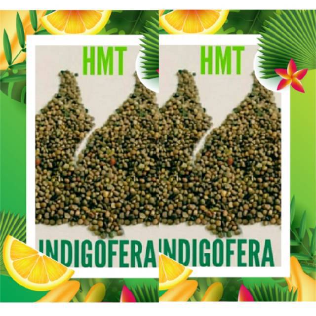 Indigofera 50 Gram (7.500 An Biji)