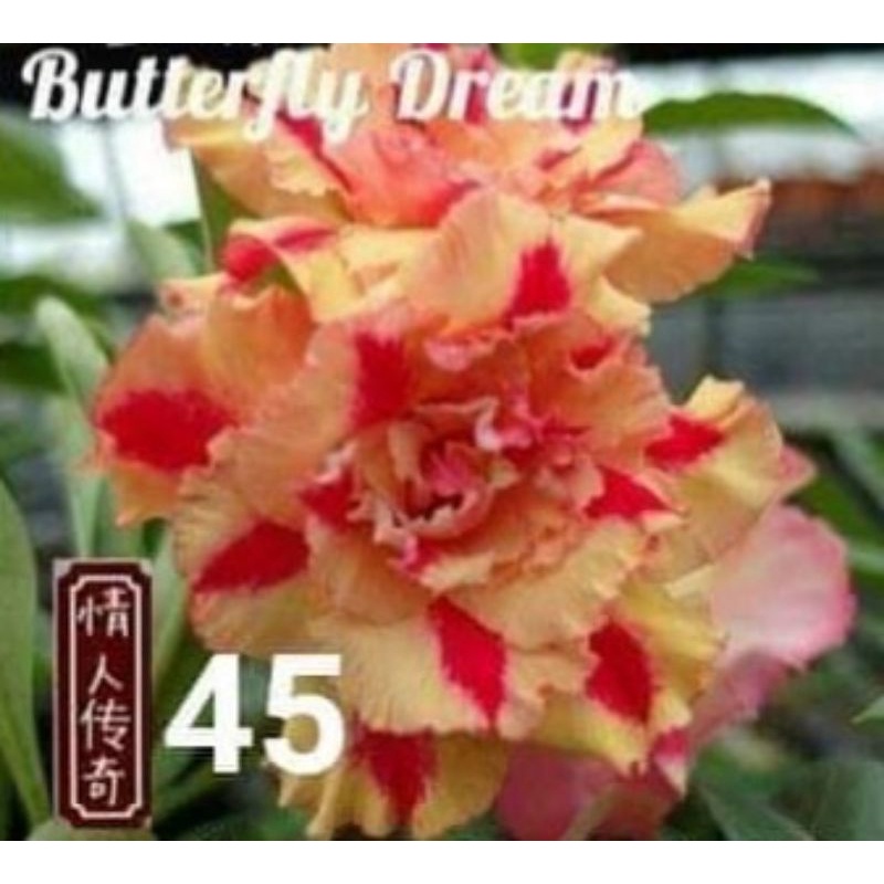 ADENIUM GRAFTING BUNGA TUMPUK / KAMBOJA JEPANH