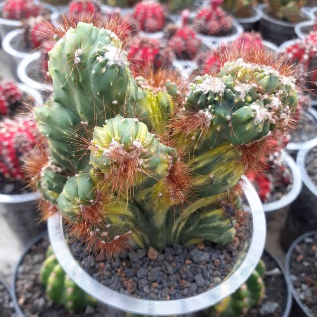 Kaktus ownroot karang variegata