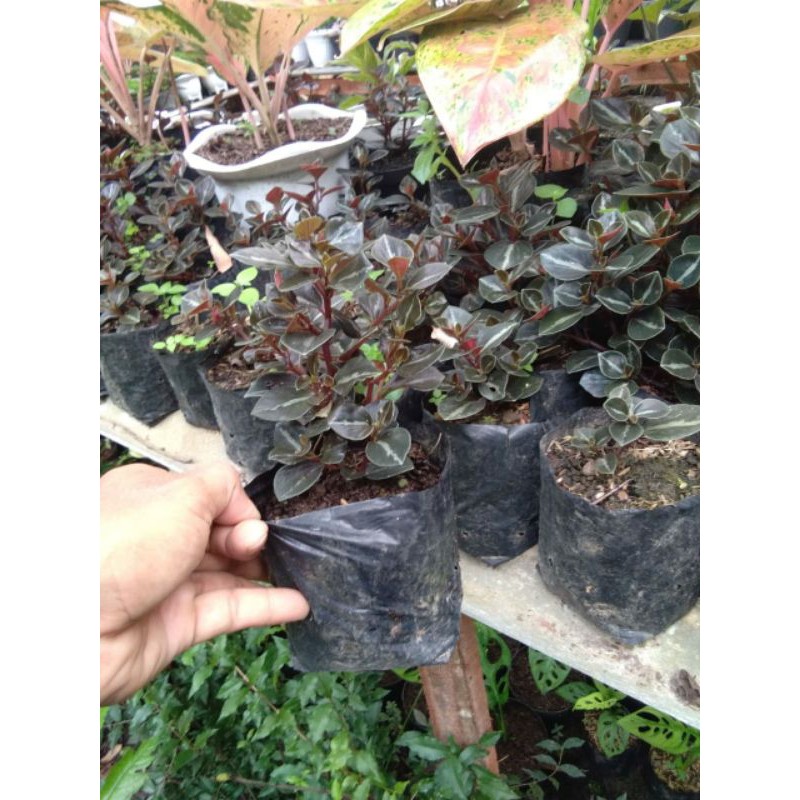 peperomia...black