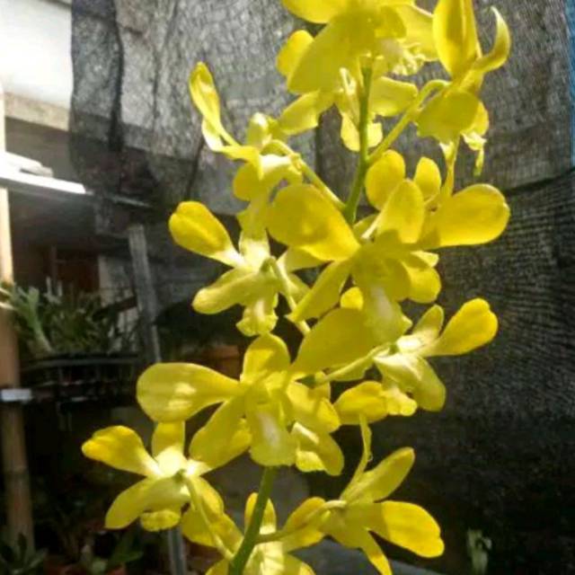 bibit Bunga Anggrek Dendrobium Noporn Gold Dewasa