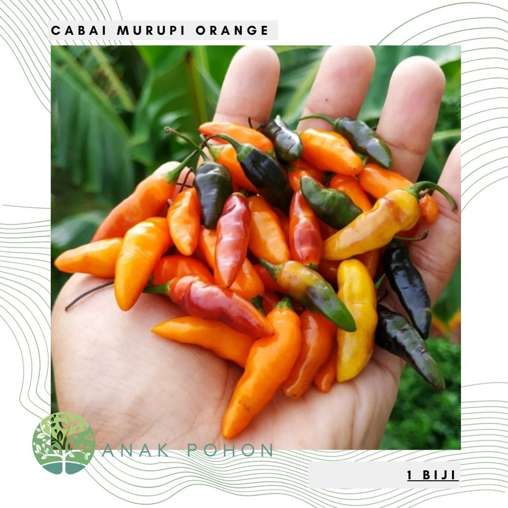 Benih Bibit Biji - Cabai Murupi Orange Pepper Seeds