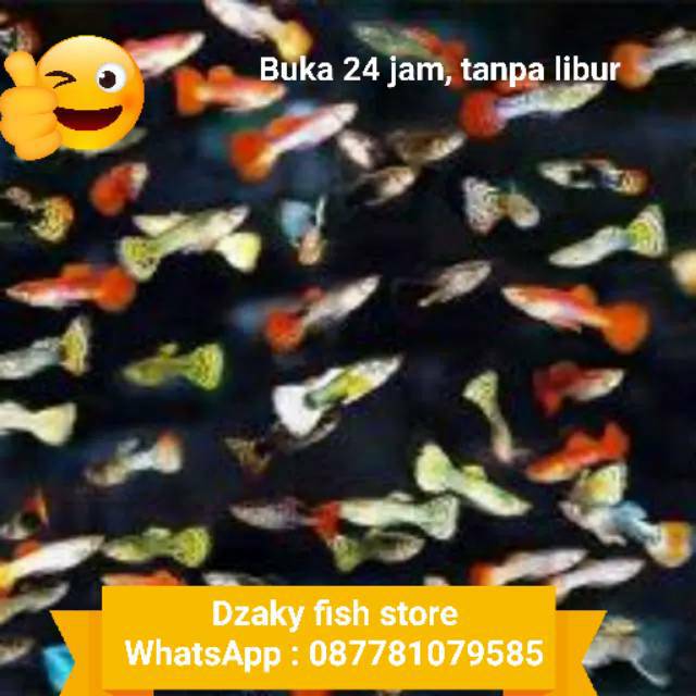 Ikan Hias Guppy Campuran Gepi Gupi Bagus Cantik Murah Shopee