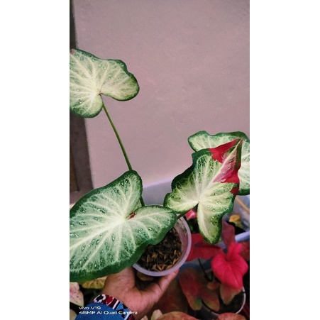 keladi cat tumpah/shycool