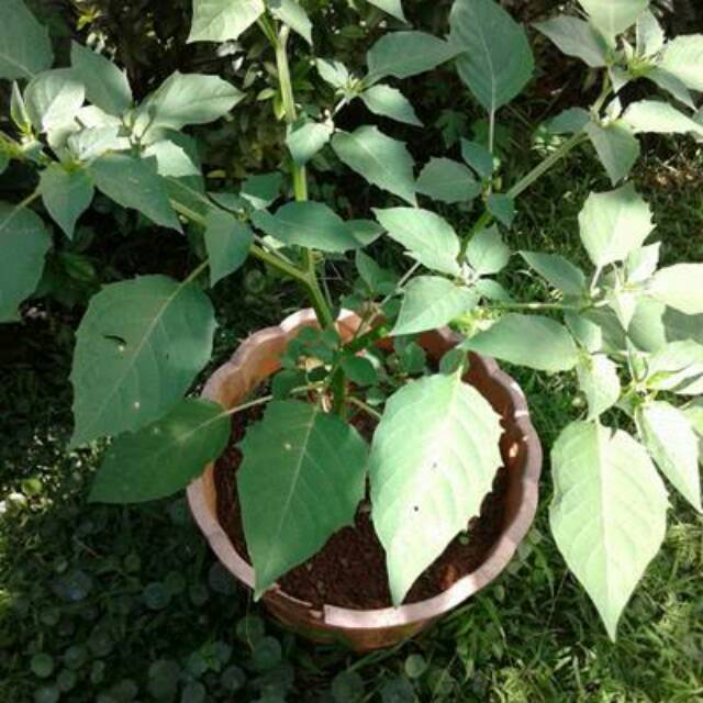 Tanaman herbal pohon ciplukan / Tanaman cecendet