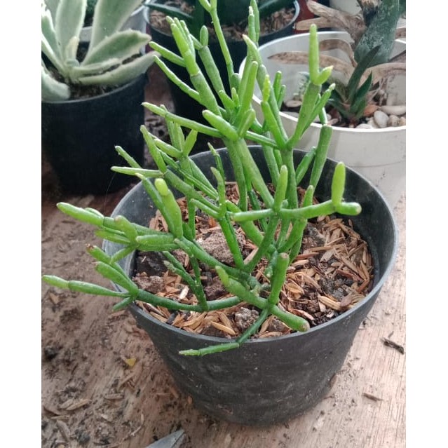 

Salicornia (Sea asparagus) (italic)