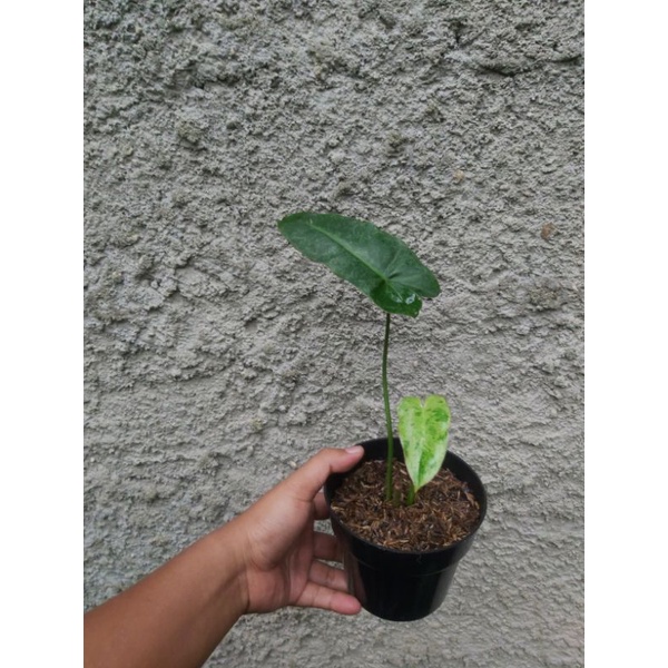 Tanaman Philodendron Paraiso Verde ekonomis philo