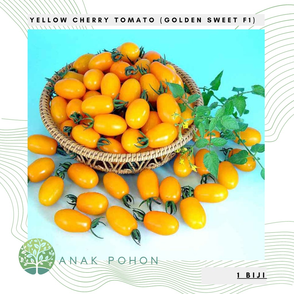 Benih Bibit Biji - Yellow Cherry Tomato Golden Sweet F1 Tomat Ceri Kuning Seeds - IMPORT