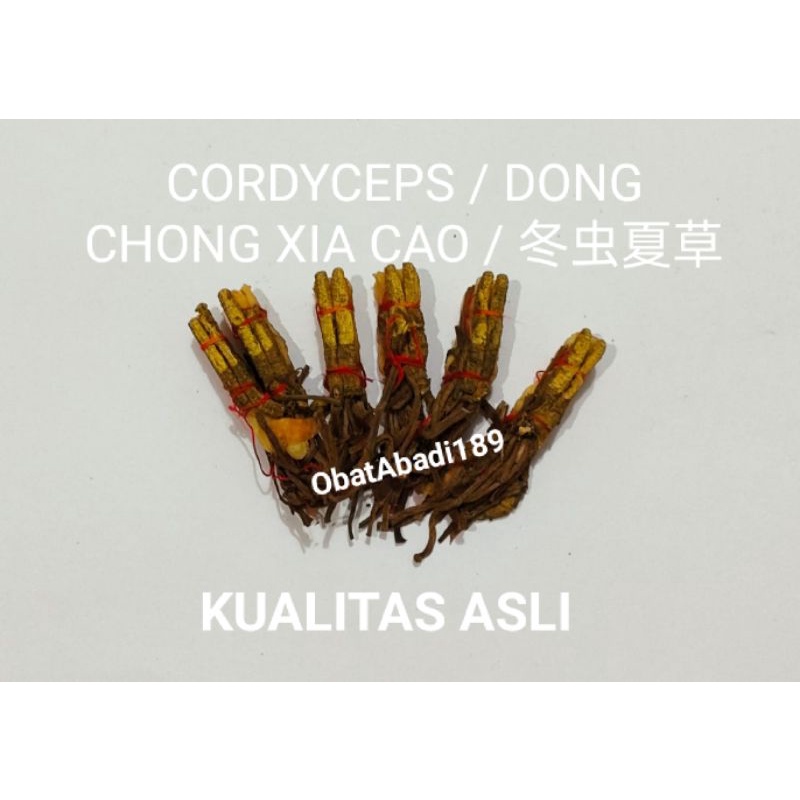 Cordyceps Dong Chong Xia Cao 5gr