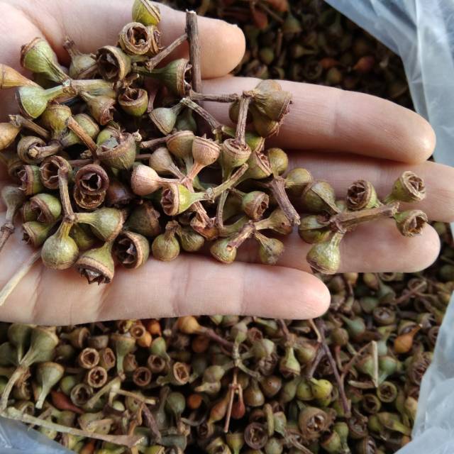 

Buah ceplikan atau rempah cepliksari kering 250 gram