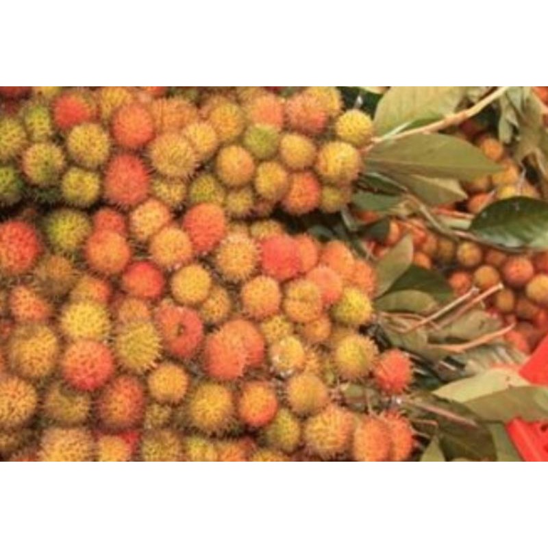 

RAMBUTAN RAPIAH FRESH 1KG/BUAH RAMBUTAN CIPELAT FRESH/RAMBUTAN LANGKA