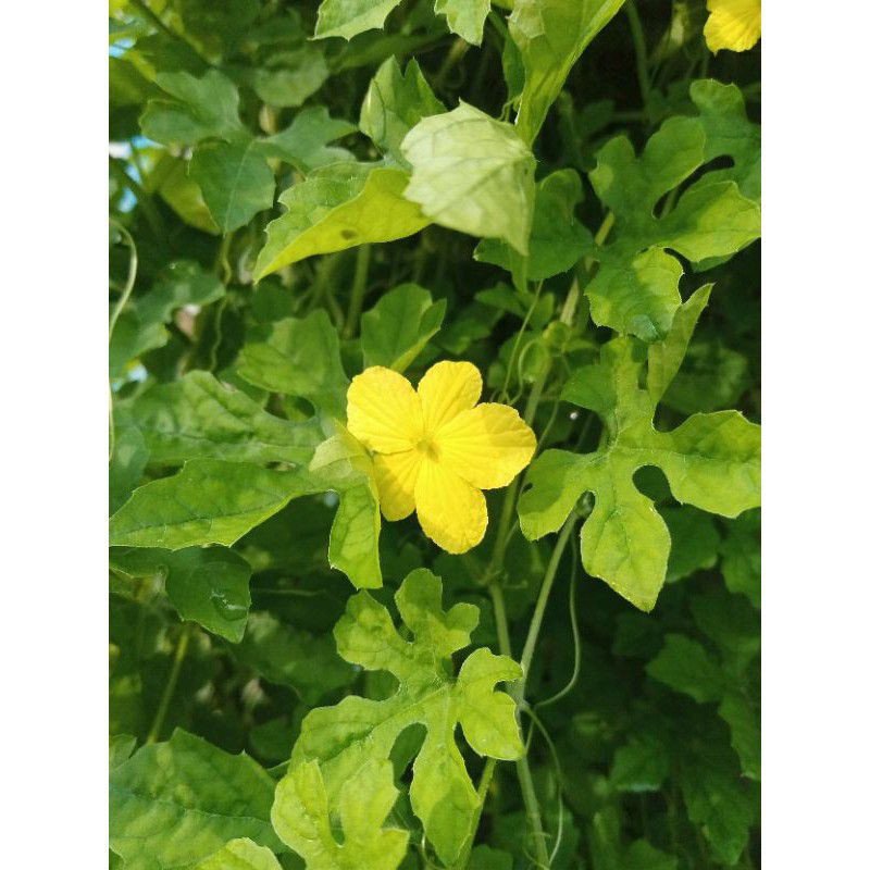 

Daun pare hutan atau gengge 300 gram