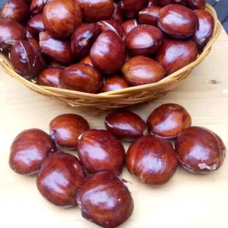 JENGKOL TUA MULUS MURAH BERAT 1 KG PULEN(MENTAH$