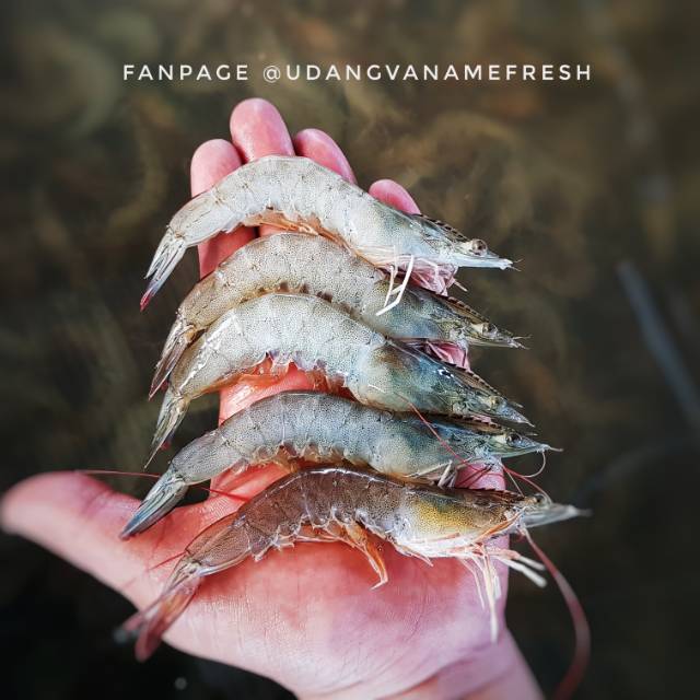 

Udang Vaname Organic FRESH!!! Size 50-60