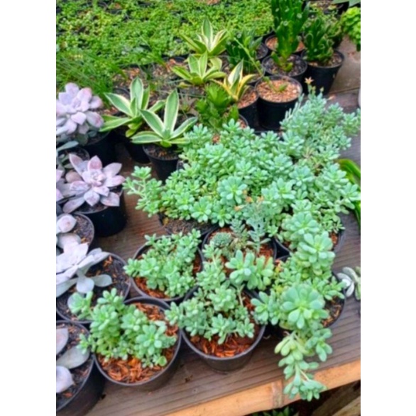sukulen sedum blue