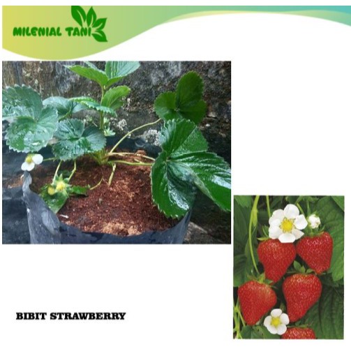 Bibit Stowberry Jumbo Bibit Strawberry California