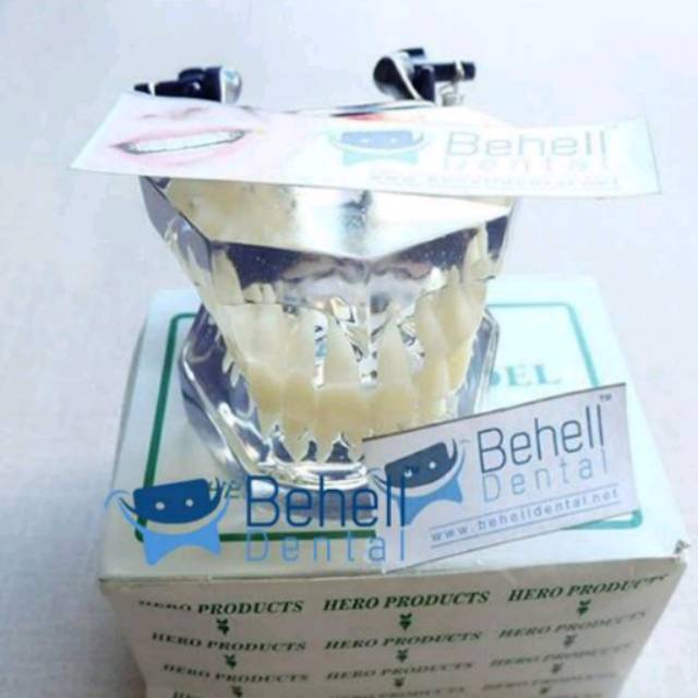 DENTAL STUDY MODEL GIGI TRANSPARAN - Patung Pantom Belajar Dental Ortho - Tidak Bisa Di Lepas Pasang - Model Gigi Mahasiswa Dokter Clear - Behelldental