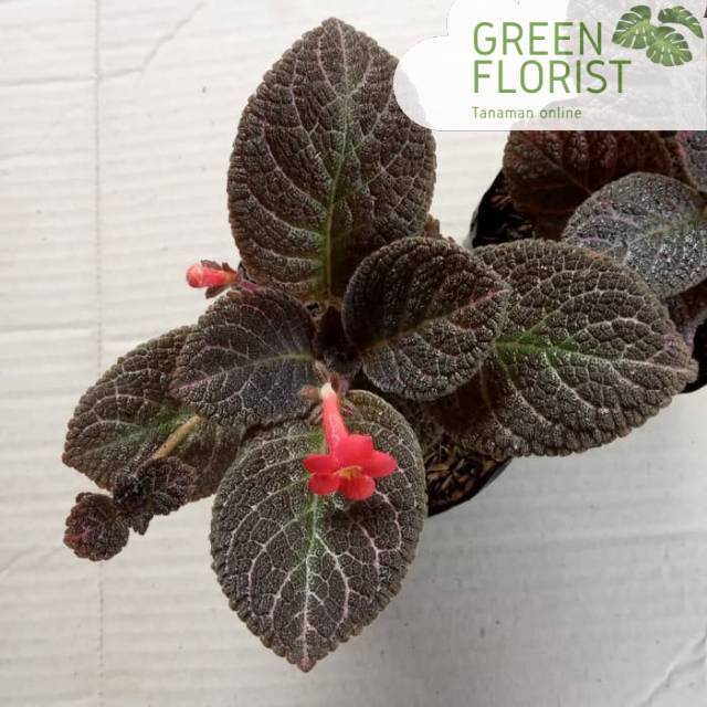 Tanaman hias episcia violet / tanaman hias episcia hitam / tanaman hias episcia / episcia violet