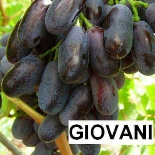 Bibit anggur import giovani stek