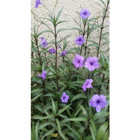 Tanaman Hias rueliia coerulea tegak