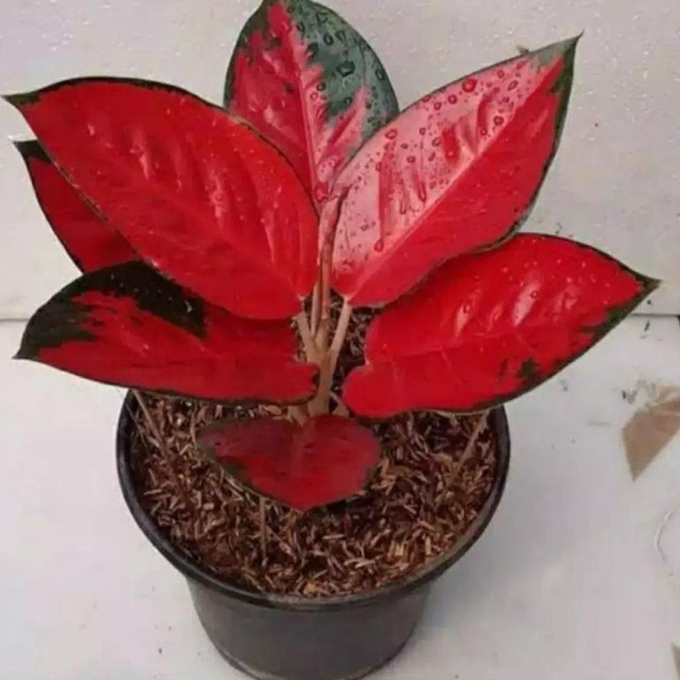 Import Terlaris bonggol aglonema suksom jaipong//bonggol aglo nema suksom jaipong murah. #