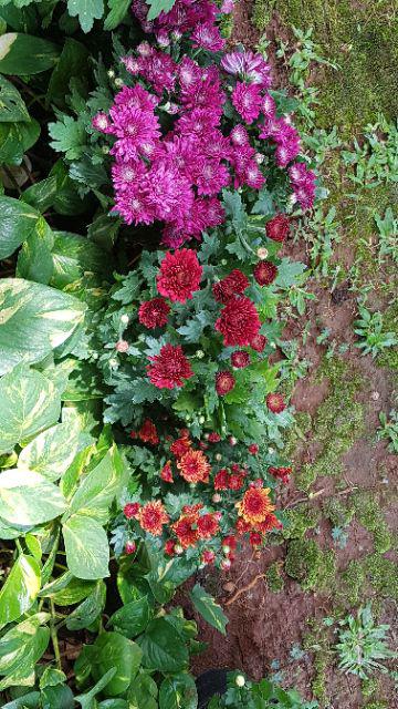 Tanaman Hias Aster Atau Krisan + Pot