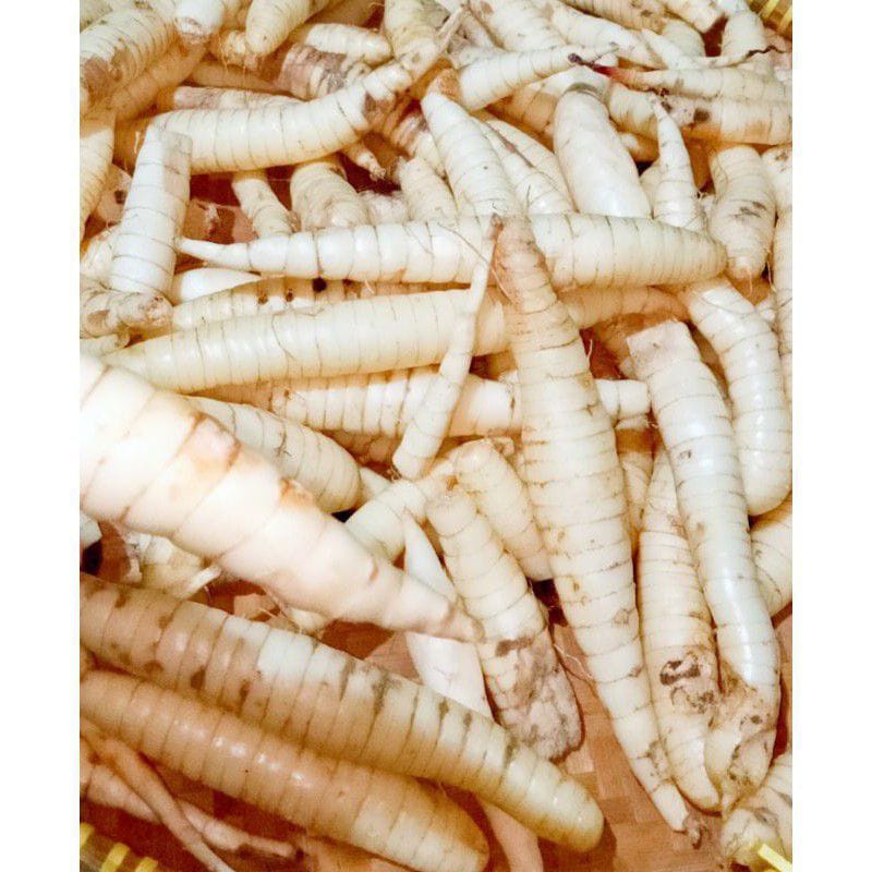 

Umbi garut fresh - Umbi garut segar organik 500gram