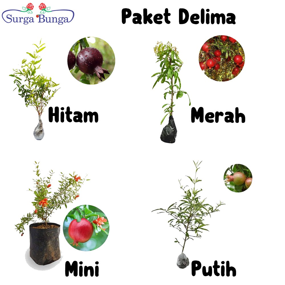 Paket Tanaman Buah Delima 4 Jenis Bibit