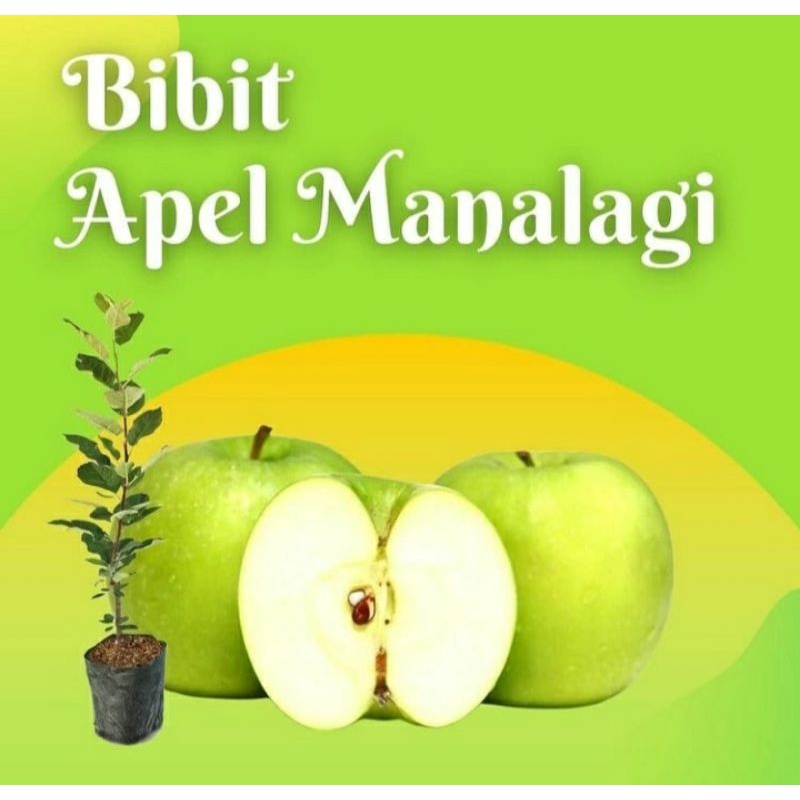 bibit apel manalagi/apel hijau/apel malang